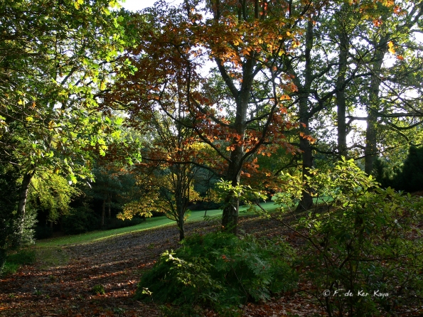 Bois des moutiers fall 2012 (68)